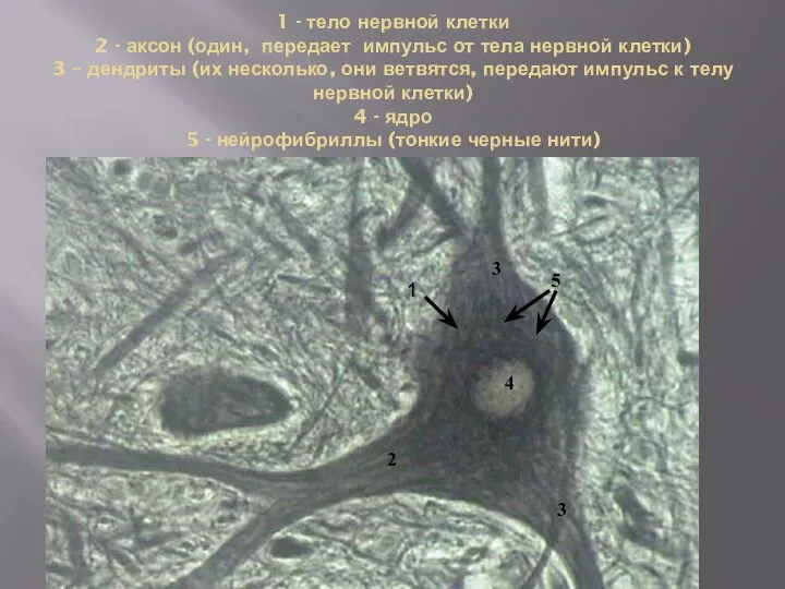 1 - тело нервной клетки 2 - аксон (один, передает импульс от