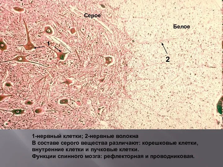 Серое Белое 1 2 1-нервный клетки; 2-нервные волокна В составе серого вещества