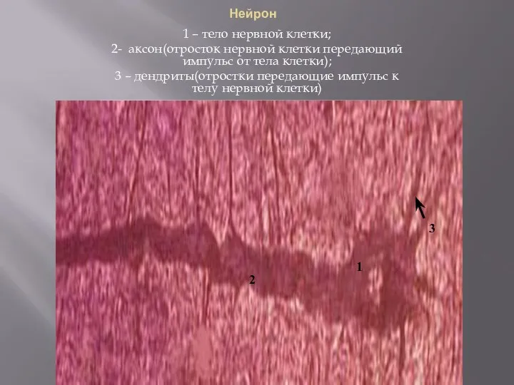 Нейрон 1 – тело нервной клетки; 2- аксон(отросток нервной клетки передающий импульс