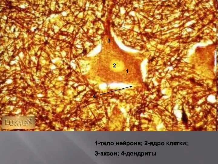 1-тело нейрона; 2-ядро клетки; 3-аксон; 4-дендриты 1-тело нейрона; 2-ядро клетки; 3-аксон; 4-дендриты