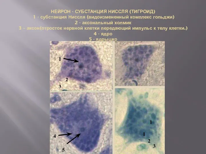 НЕЙРОН - СУБСТАНЦИЯ НИССЛЯ (ТИГРОИД) 1 - субстанция Ниссля (видоизмененный комплекс гольджи)