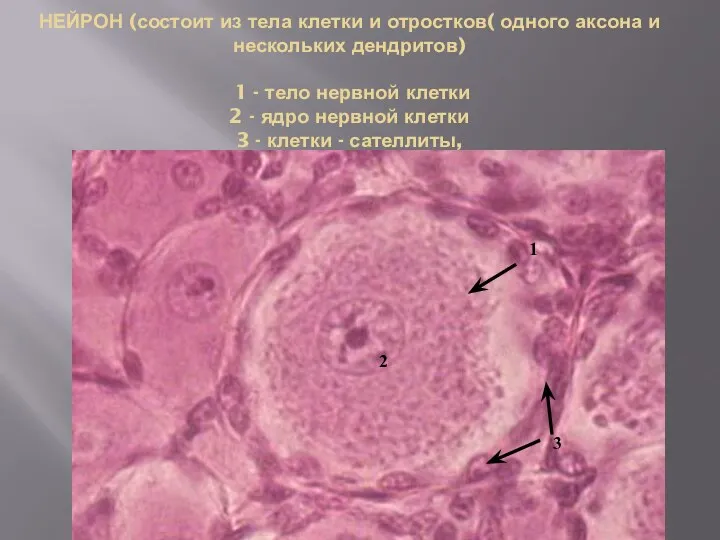 НЕЙРОН (состоит из тела клетки и отростков( одного аксона и нескольких дендритов)