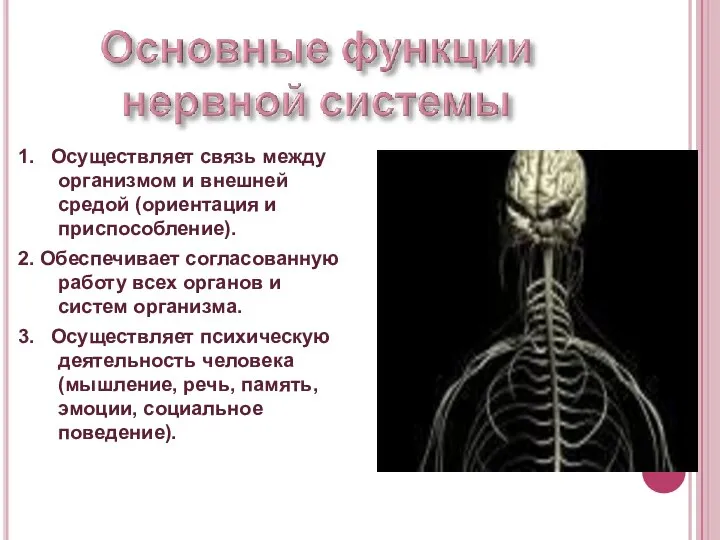 1. Осуществляет связь между организмом и внешней средой (ориентация и приспособление). 2.