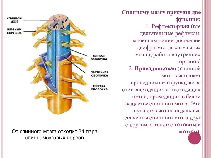 От спинного мозга отходит 31 пара спинномозговых нервов Спинному мозгу присущи две