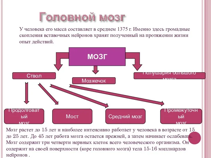 Ствол Мозжечок Полушария большого мозга У человека его масса составляет в среднем