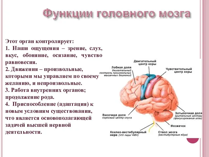 Этот орган контролирует: 1. Наши ощущения – зрение, слух, вкус, обоняние, осязание,