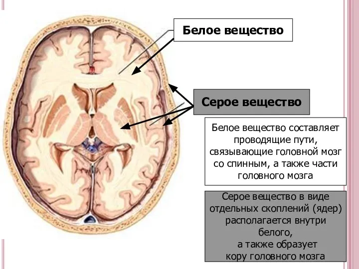 Белое вещество Серое вещество Белое вещество составляет проводящие пути, связывающие головной мозг