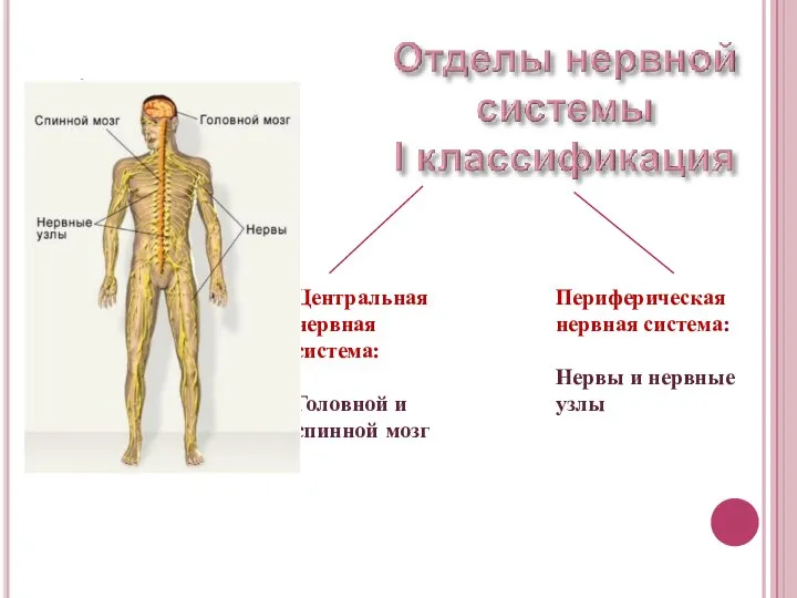 Центральная нервная система: Головной и спинной мозг Периферическая нервная система: Нервы и нервные узлы