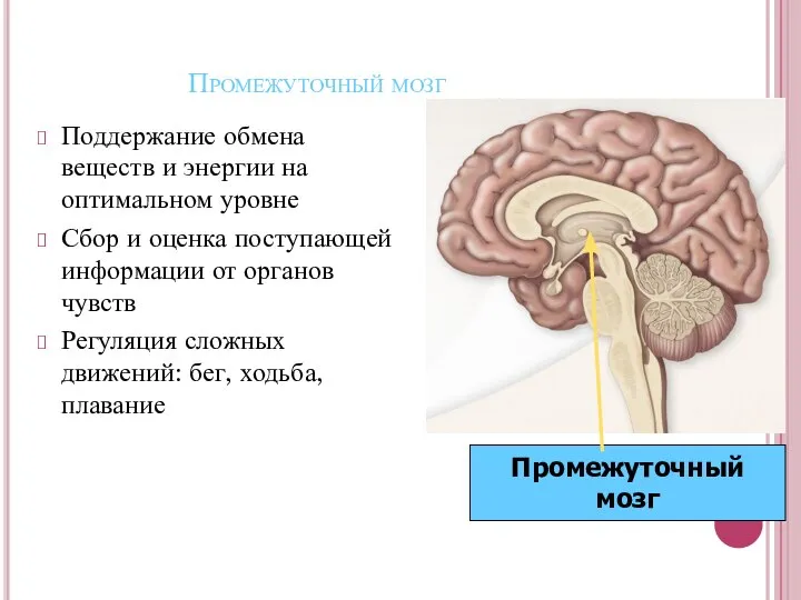 Промежуточный мозг Поддержание обмена веществ и энергии на оптимальном уровне Сбор и