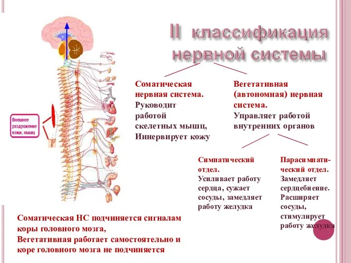 Соматическая нервная система. Руководит работой скелетных мышц, Иннервирует кожу Вегетативная (автономная) нервная