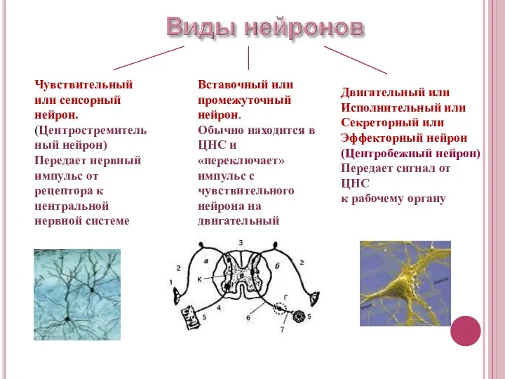 Чувствительный или сенсорный нейрон. (Центростремительный нейрон) Передает нервный импульс от рецептора к