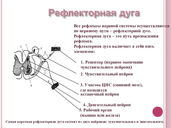 Все рефлексы нервной системы осуществляются по нервному пути – рефлекторной дуге. Рефлекторная