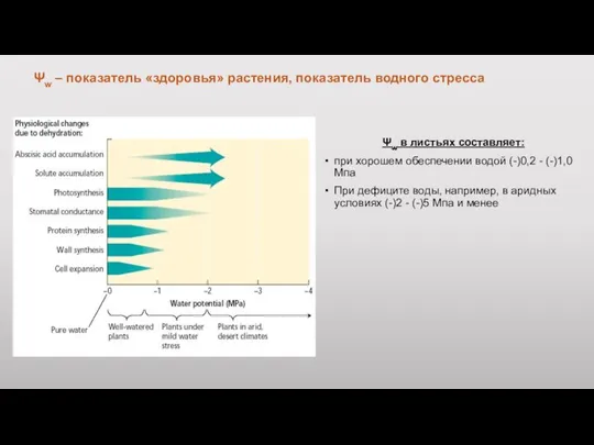 Ψw – показатель «здоровья» растения, показатель водного стресса Ψw в листьях составляет: