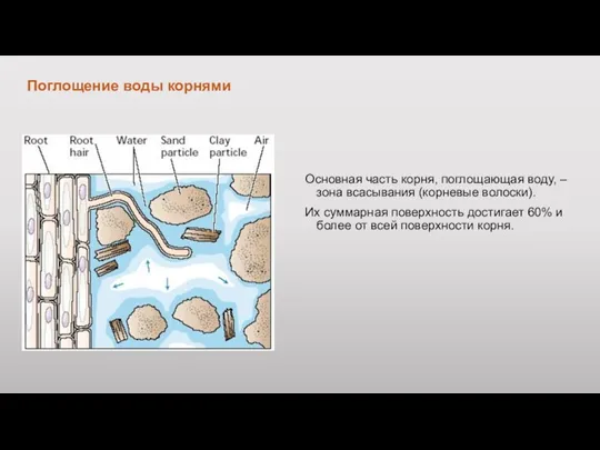 Поглощение воды корнями Основная часть корня, поглощающая воду, – зона всасывания (корневые