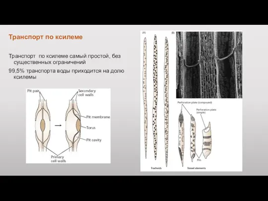 Транспорт по ксилеме Транспорт по ксилеме самый простой, без существенных ограничений 99,5%