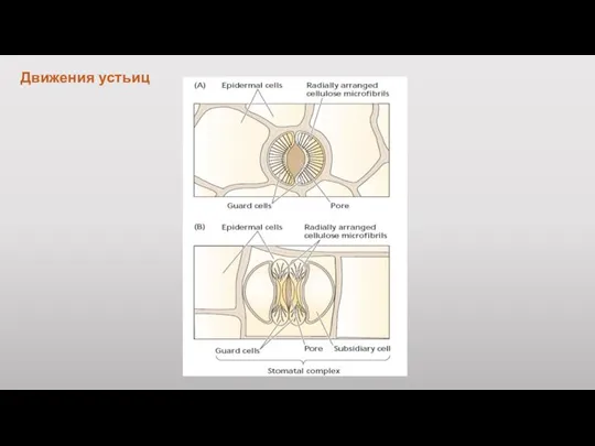 Движения устьиц