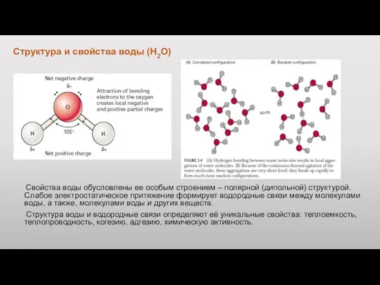 Структура и свойства воды (Н2О) Свойства воды обусловлены ее особым строением –