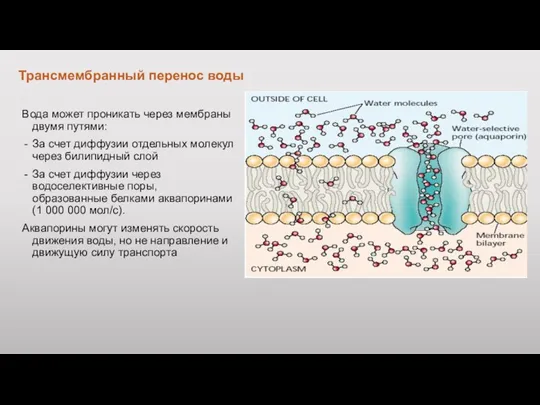 Трансмембранный перенос воды Вода может проникать через мембраны двумя путями: За счет