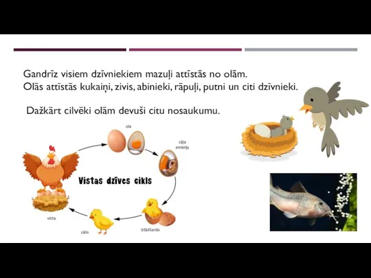 Gandrīz visiem dzīvniekiem mazuļi attīstās no olām. Olās attīstās kukaiņi, zivis, abinieki,