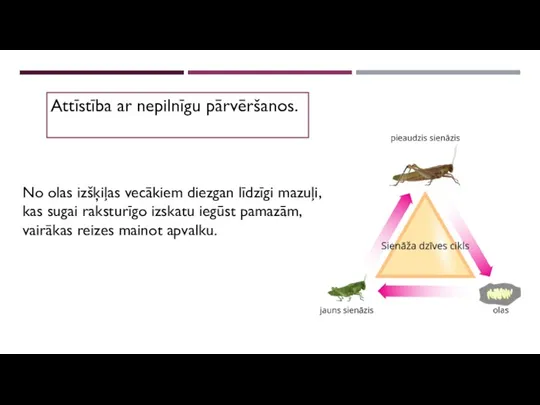 Attīstība ar nepilnīgu pārvēršanos. No olas izšķiļas vecākiem diezgan līdzīgi mazuļi, kas