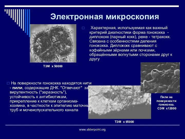 Электронная микроскопия Характерная, используемая как важный критерий диагностики форма гонококка - диплококк