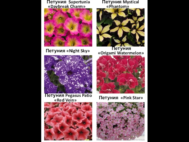 Петуния Supertunia «Daybreak Charm» Петуния Mystical «Phantom» Петуния «Night Sky» Петуния «Origami