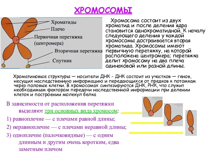 Хромосома состоит из двух хроматид и после деления ядра становится однохроматидной. К