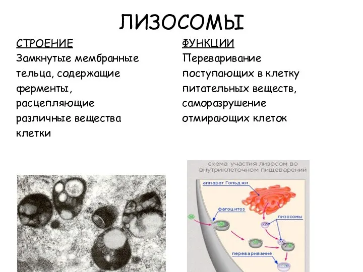 ЛИЗОСОМЫ СТРОЕНИЕ Замкнутые мембранные тельца, содержащие ферменты, расцепляющие различные вещества клетки ФУНКЦИИ