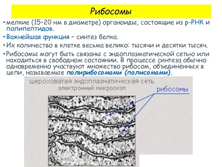 Рибосомы мелкие (15–20 нм в диаметре) органоиды, состоящие из р-РНК и полипептидов.