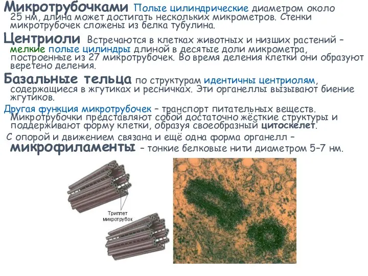Микротрубочками Полые цилиндрические диаметром около 25 нм, длина может достигать нескольких микрометров.
