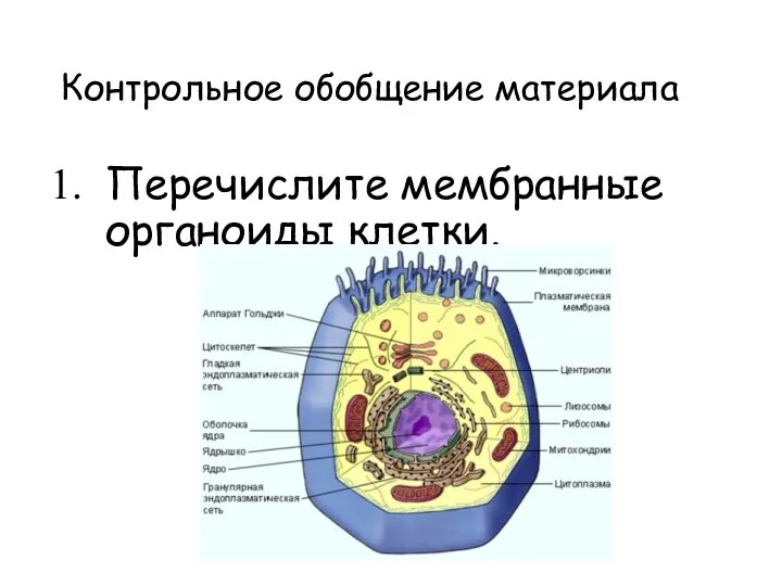 Контрольное обобщение материала Перечислите мембранные органоиды клетки.