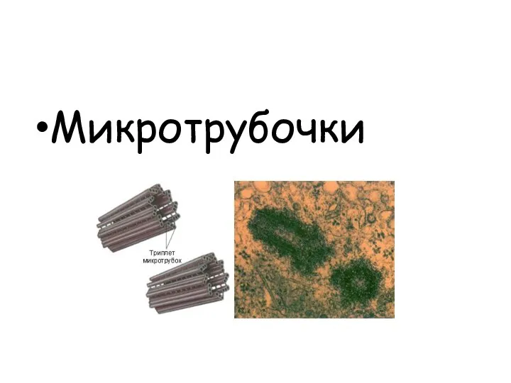 Микротрубочки