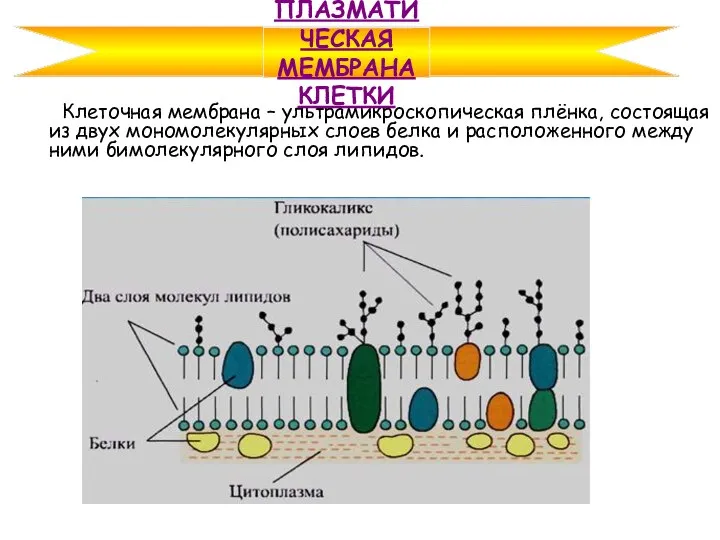 Клеточная мембрана – ультрамикроскопическая плёнка, состоящая из двух мономолекулярных слоев белка и