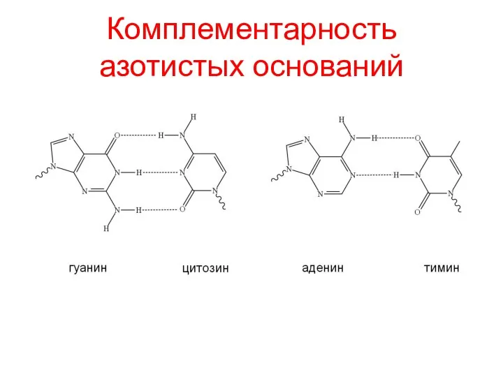 Комплементарность азотистых оснований