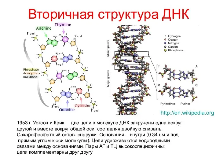 Вторичная структура ДНК 1953 г. Уотсон и Крик – две цепи в