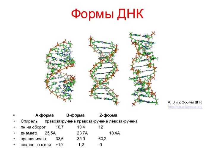 Формы ДНК А-форма B-форма Z-форма Спираль правозакручена правозакручена левозакручена пн на оборот