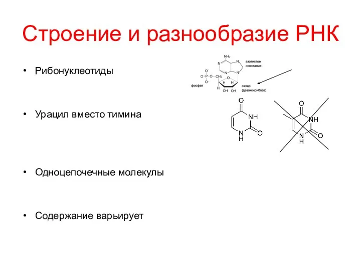 Строение и разнообразие РНК Рибонуклеотиды Урацил вместо тимина Одноцепочечные молекулы Содержание варьирует