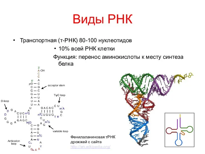 Виды РНК Транспортная (т-РНК) 80-100 нуклеотидов 10% всей РНК клетки Функция: перенос
