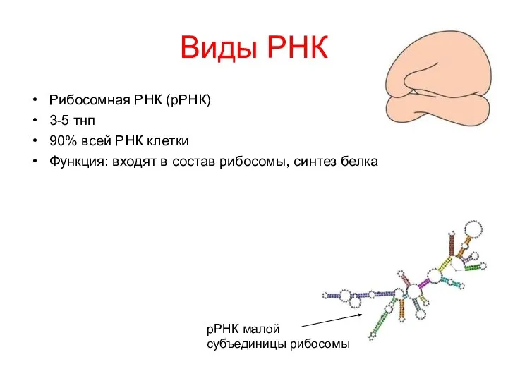 Виды РНК Рибосомная РНК (рРНК) 3-5 тнп 90% всей РНК клетки Функция: