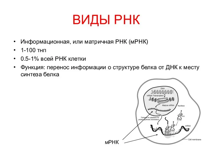 ВИДЫ РНК Информационная, или матричная РНК (мРНК) 1-100 тнп 0.5-1% всей РНК