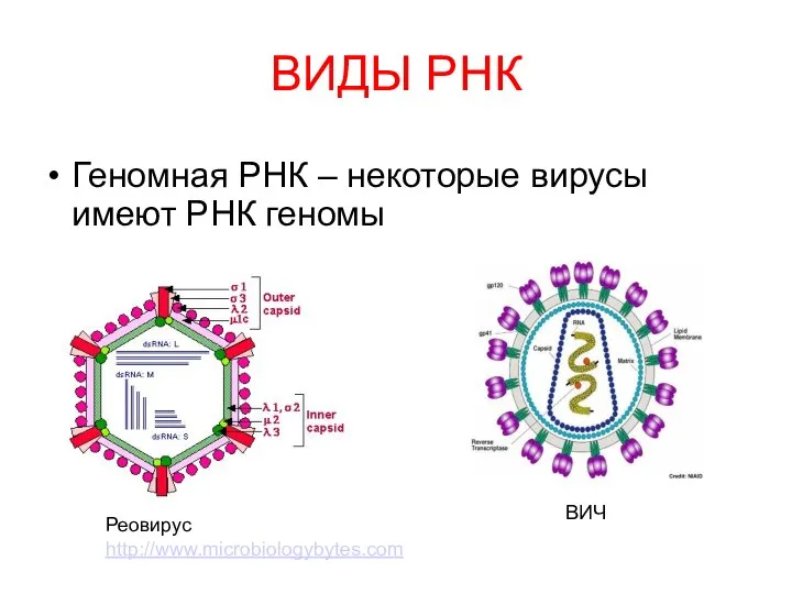 ВИДЫ РНК Геномная РНК – некоторые вирусы имеют РНК геномы Реовирус http://www.microbiologybytes.com ВИЧ