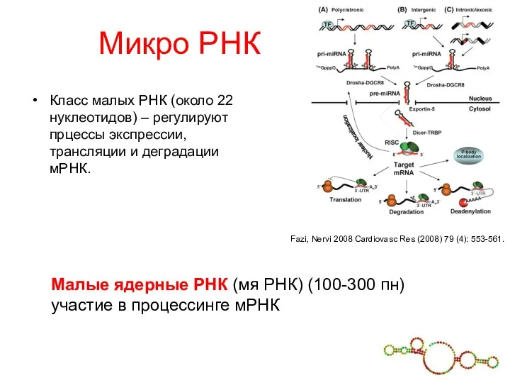 Микро РНК Класс малых РНК (около 22 нуклеотидов) – регулируют прцессы экспрессии,
