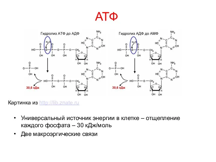 АТФ Универсальный источник энергии в клетке – отщепление каждого фосфата – 30