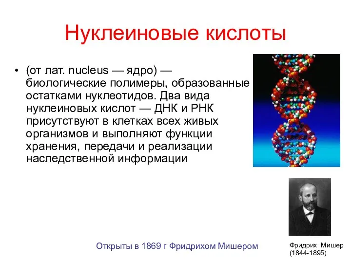 Нуклеиновые кислоты (от лат. nucleus — ядро) — биологические полимеры, образованные остатками