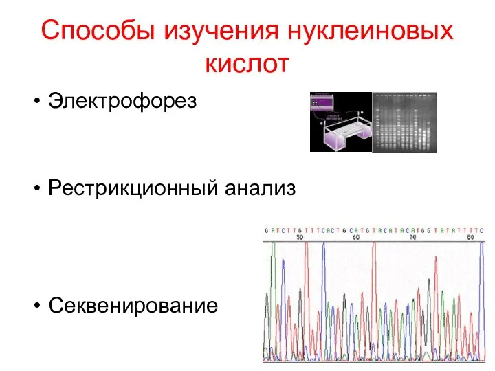 Способы изучения нуклеиновых кислот Электрофорез Рестрикционный анализ Секвенирование