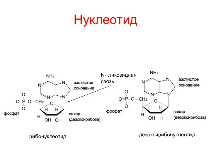 Нуклеотид рибонуклеотид дезоксирибонуклеотид N-гликозидная связь