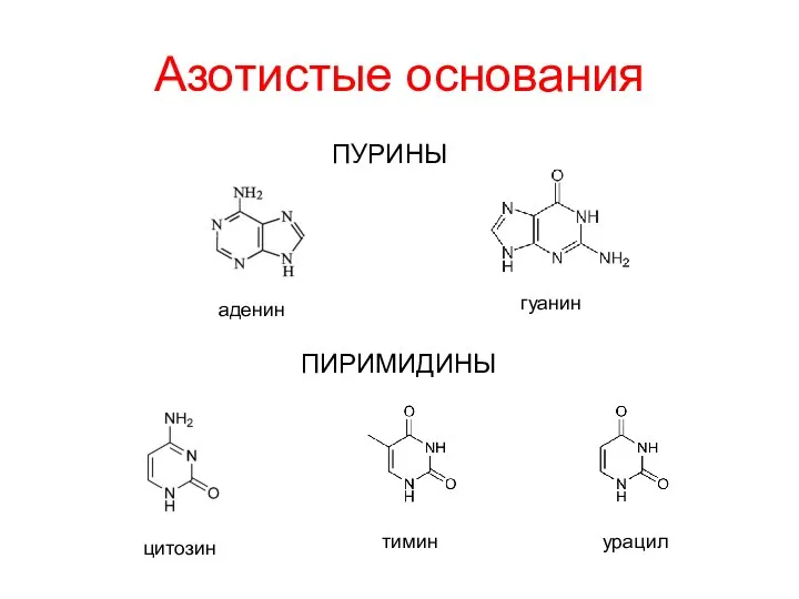 Азотистые основания ПУРИНЫ ПИРИМИДИНЫ аденин гуанин цитозин тимин урацил