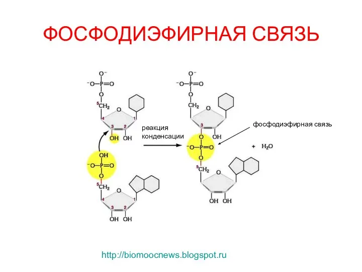 ФОСФОДИЭФИРНАЯ СВЯЗЬ http://biomoocnews.blogspot.ru реакция конденсации фосфодиэфирная связь