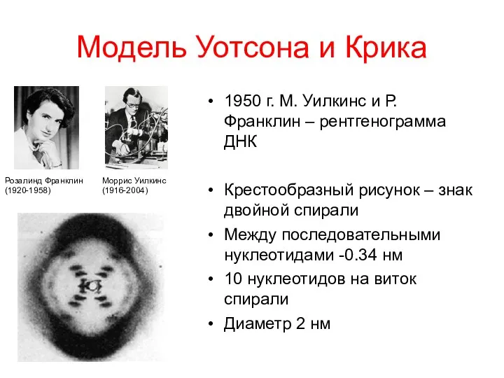 Модель Уотсона и Крика 1950 г. М. Уилкинс и Р. Франклин –