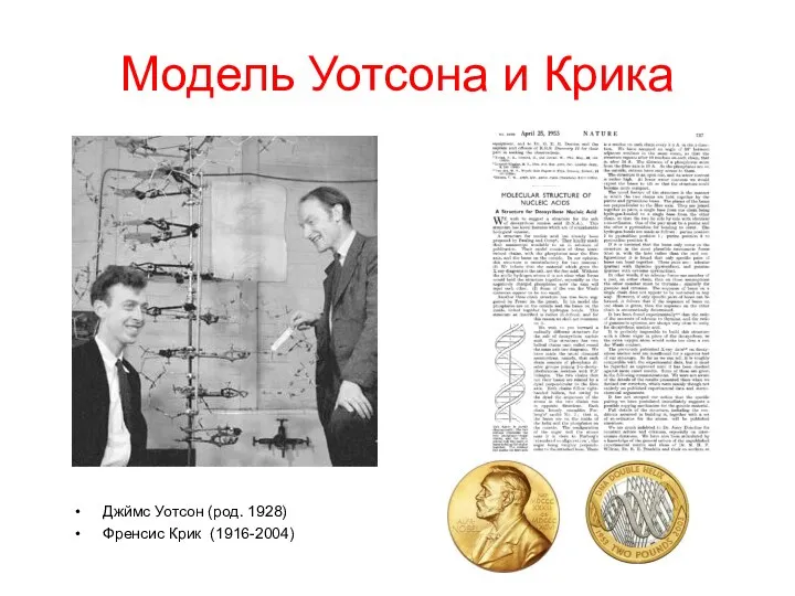 Модель Уотсона и Крика Джймс Уотсон (род. 1928) Френсис Крик (1916-2004)